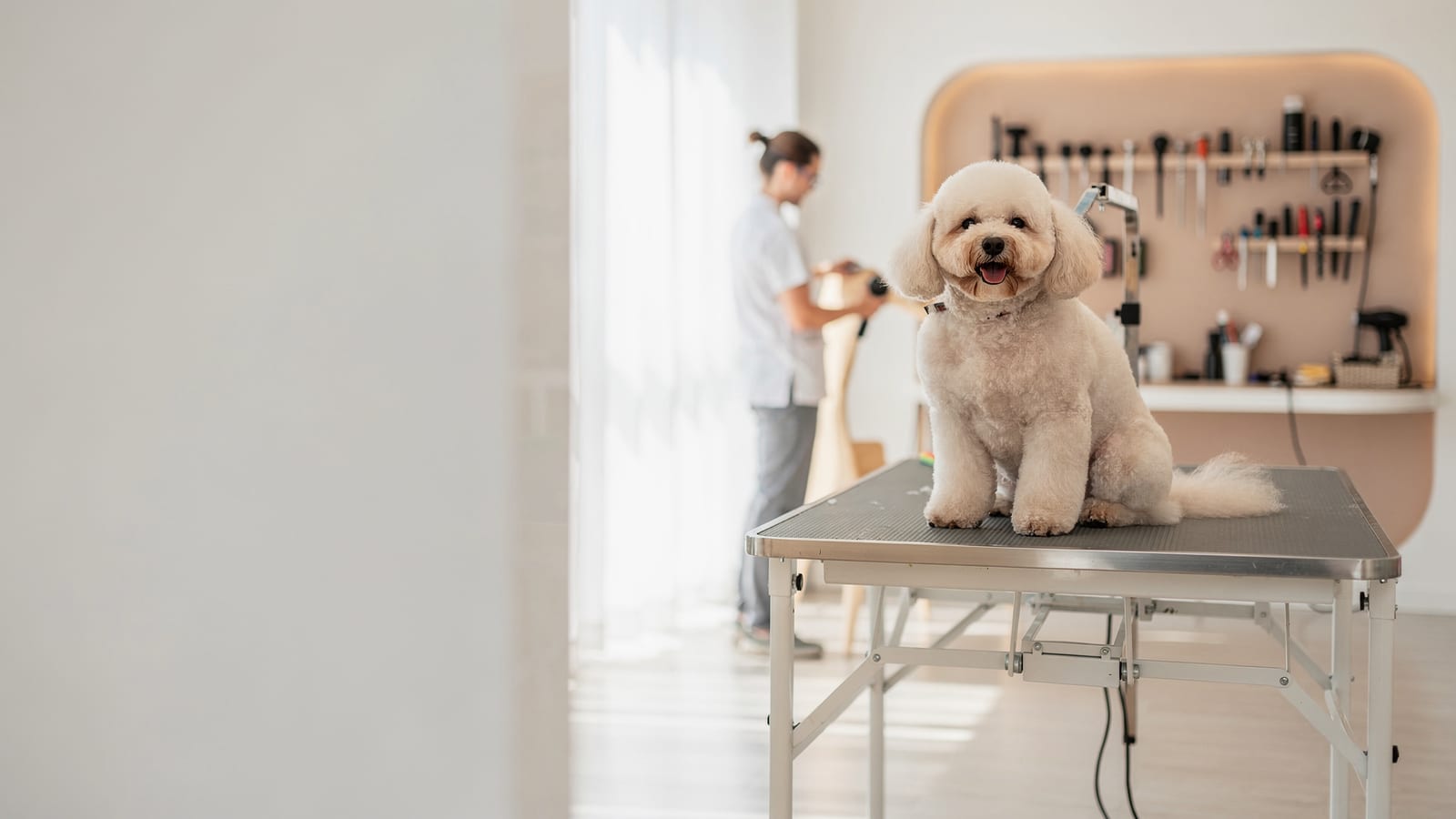 A freshly-groomed dog sitting calmly in the bright, airy Mod Pawz salon